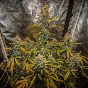 autoflower-apollo's poison.jpg