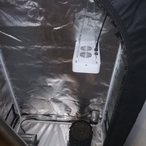 Picture of Grow Tent 300 W LED and VIVOSUN Fan.jpg