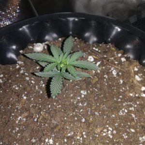 Amnesia Haze Plant 19 days old .jpg