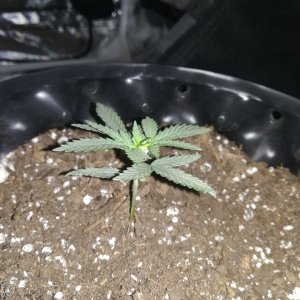 Amnesia Haze 19 days old #2.jpg