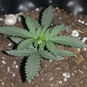 Amnesia Haze Plant 29 days Week 5 Veg.jpg