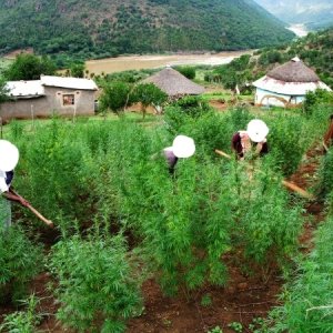 Growing in Pondoland.jpg