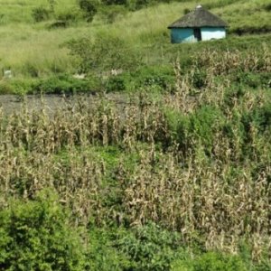 Pondo sativa affected by drought early flowering and left to dry out on plants.jpg