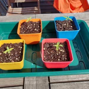 Seedlings 2.jpg