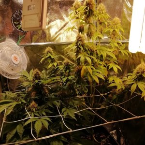 Both Plants Day 53 Flowering.jpg