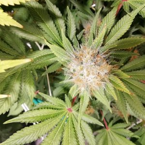 White Widow Cola Day 53 Flowering.jpg