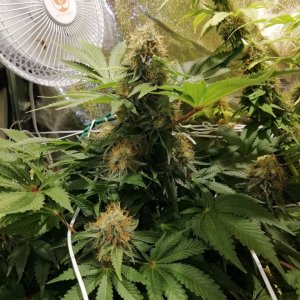 White Widow Day 53 Flowering.jpg