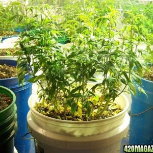 Helping 420 growers with re-veg rootballs triming