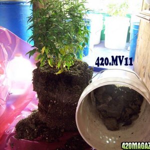 Helping 420 growers with re-veg rootballs triming