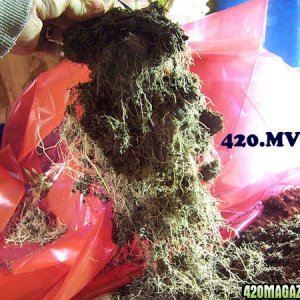 Helping 420 growers with re-veg rootballs triming