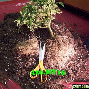 Helping 420 growers with re-veg rootballs triming