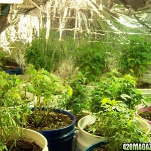 Matanuska Valley plants