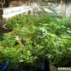 Matanuska Valley plants and grow rooms