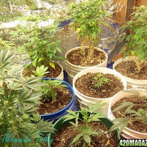 Matanuska Valley plants and grow rooms