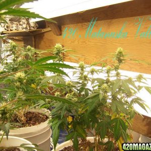 Matanuska Valley plants and grow rooms