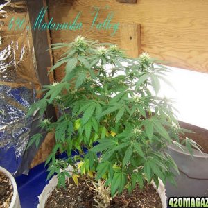 Matanuska Valley plants and grow rooms