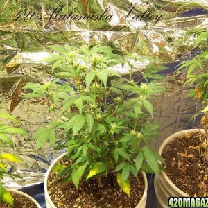 Matanuska Valley plants and grow rooms