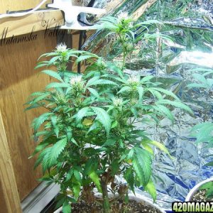 Matanuska Valley plants and grow rooms