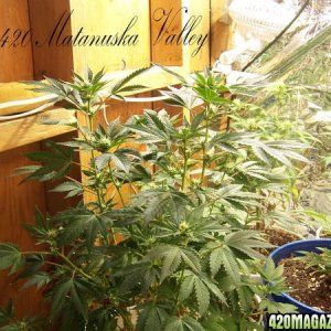 Matanuska Valley plants and grow rooms