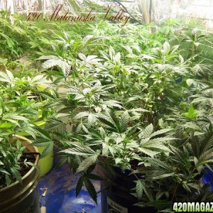 Matanuska Valley plants and grow rooms