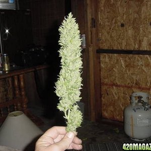 NL Big Bud