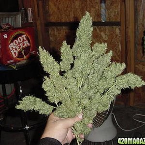 NL Big Bud