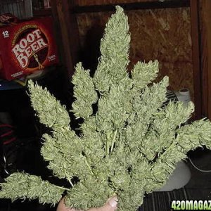 NL Big Bud