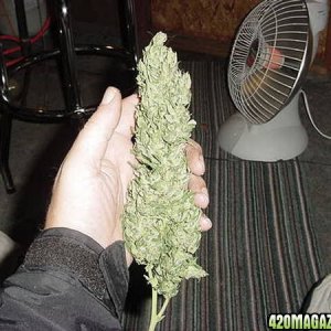 NL Big Bud