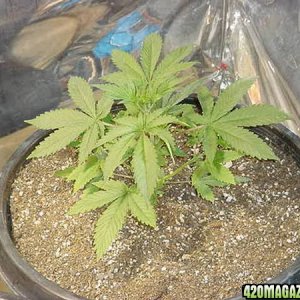 NL_Big_Bud_Seed_1