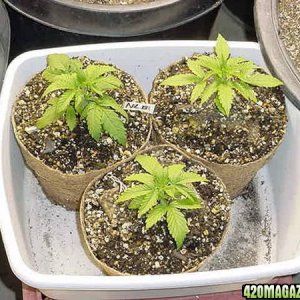 Northern_light_big_bud_seeds