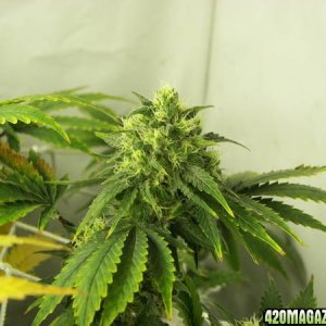 chronic plant bud