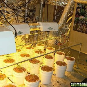 scrog_007