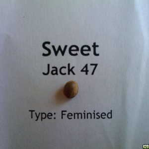 jack 47 seed