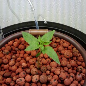 strawberry cough @ 9 days old