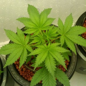 strawberry cough top view 19 days old