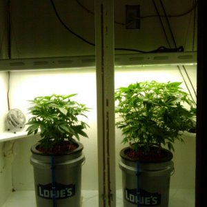 jack 47 (left) strawberry cough (right) 29 days old