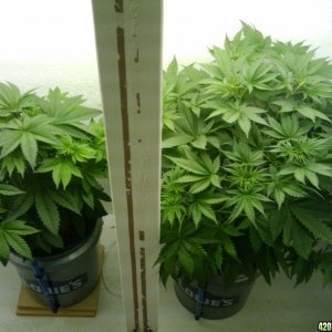 jack 47 (L) and strawberry cough (R) @ 33 days