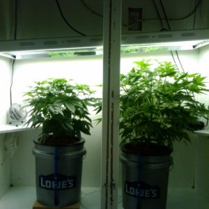 jack47 (L) & strawberry cough (R) at 33 days from seed