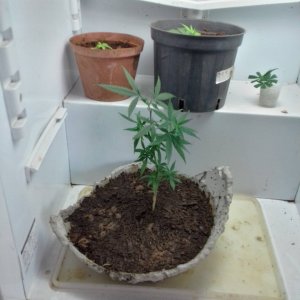 Bonsai in veg fridge.jpg