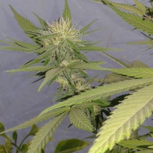 Bhudda cheese bud.jpg