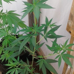 New Bhudda cheese starting to flower.jpg