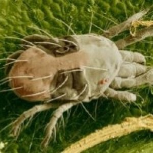 spider-mite-magnified.jpeg