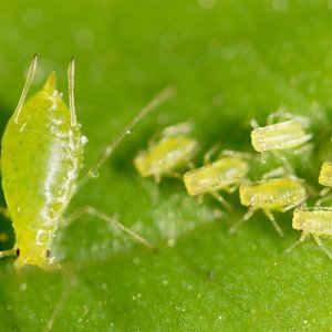 Aphids-Blog-1024x585-1024x585.jpg