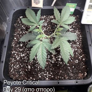 Peyote_Critical_Day_29_20190317_120744.jpg