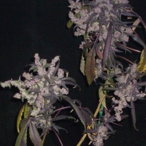 dr.-grinspoon-barneys-farm-seeds.jpg