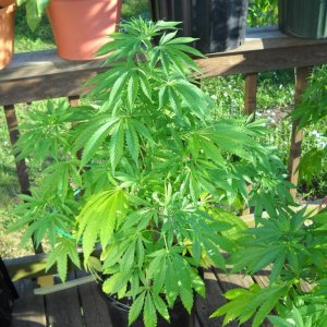 Woodsman Outdoors  7-6 Bagseed with huge leaves