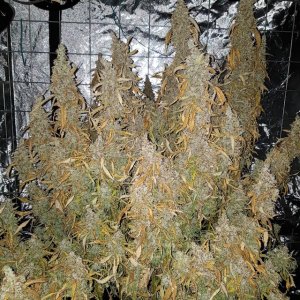 AK420-auto-2.jpg