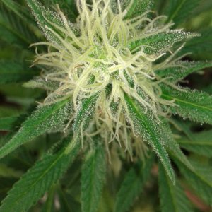 Blueberry four top bud.jpg