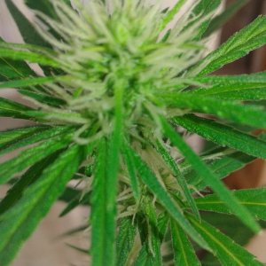 Blueberry kush two flower.jpg