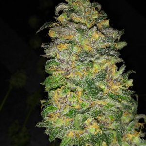 Blue dream (2).jpg